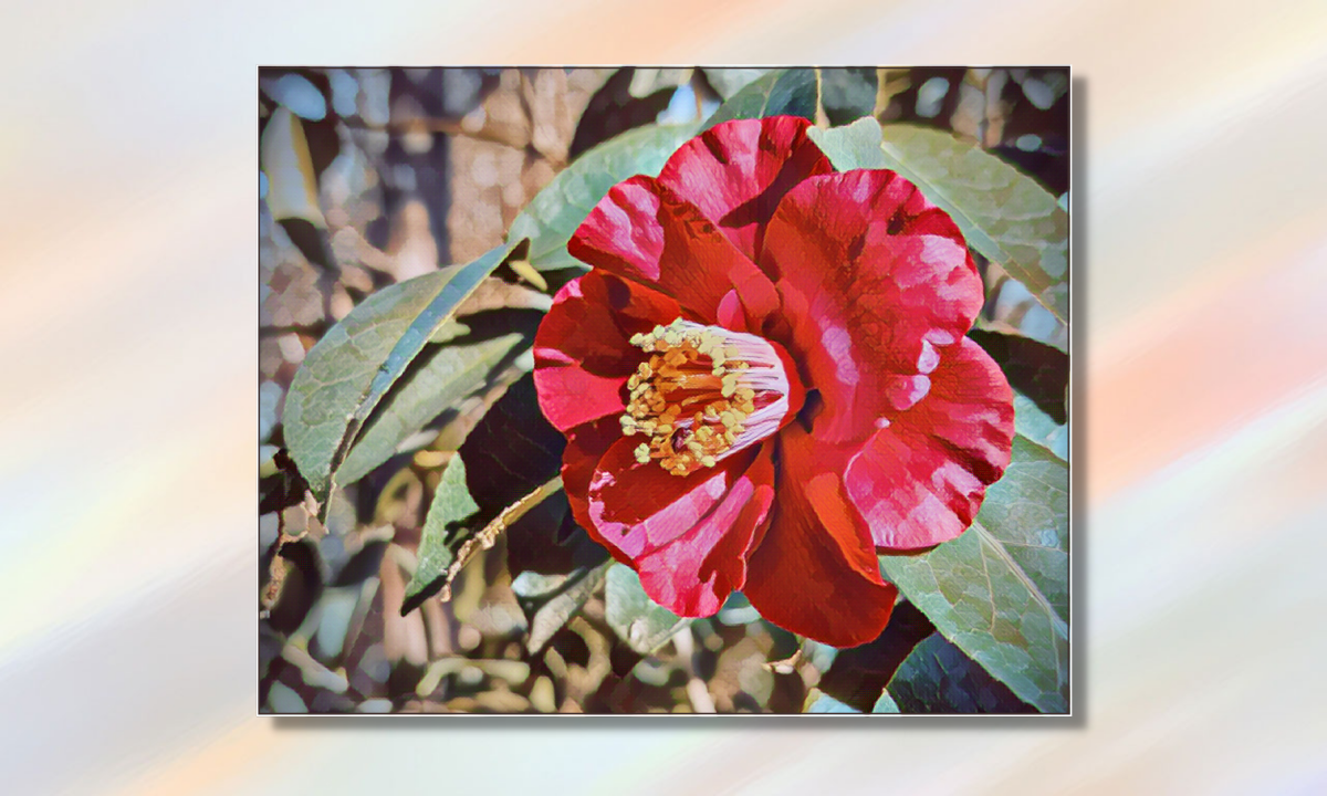Colorful Camellia